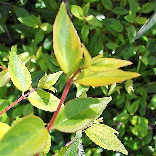 Abelia x grandiflora 'Gretoo' ~ Twist of Orange™ Abelia-ServeScape