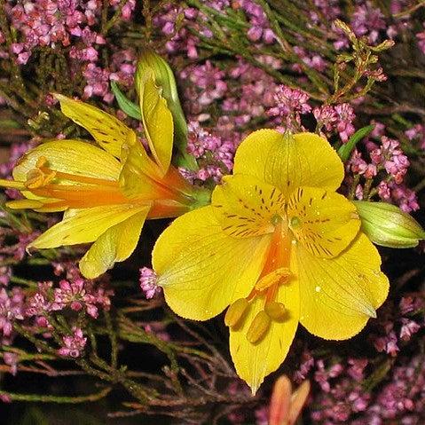Alstroemeria x 'Zaprilisa' ~ Colorita® Lisa® Peruvian Lily-ServeScape