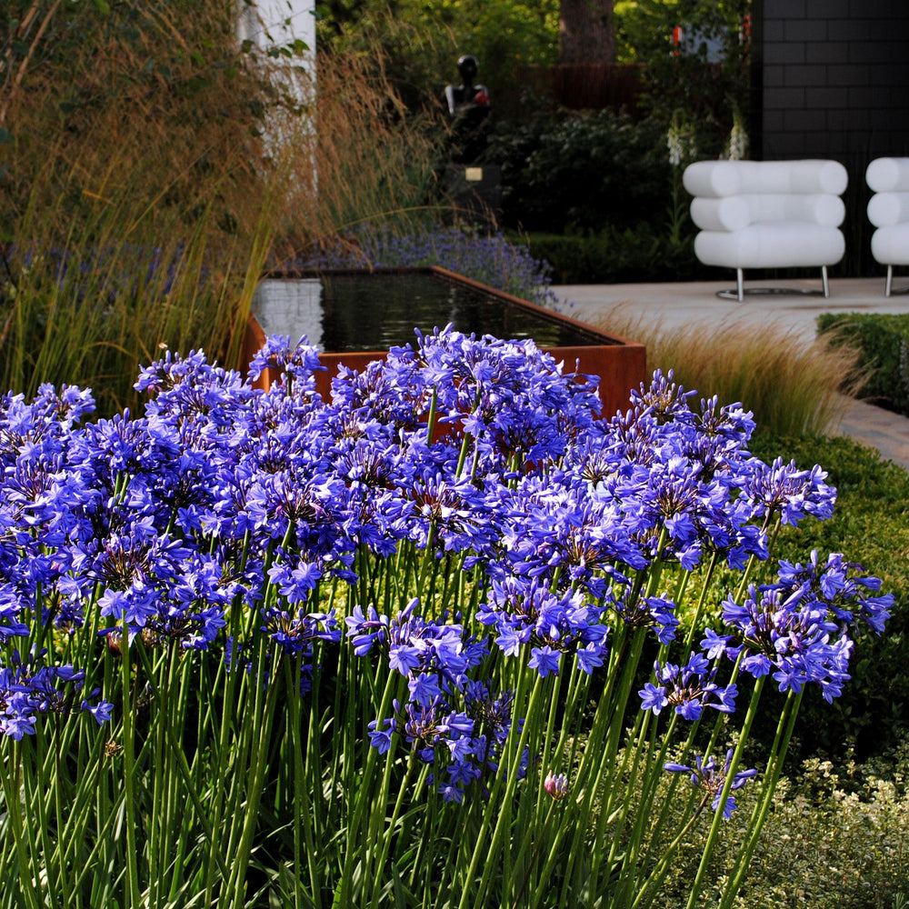 Agapanthus 'MP003' PP30163 ~ Ever Amethyst™ Agapanthus-ServeScape