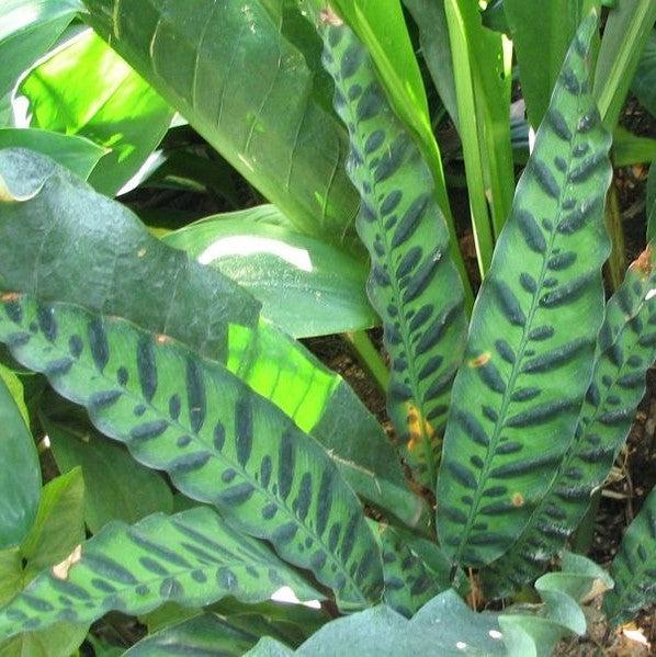 Calathea lancifolia ~ Rattlesnake Plant-ServeScape