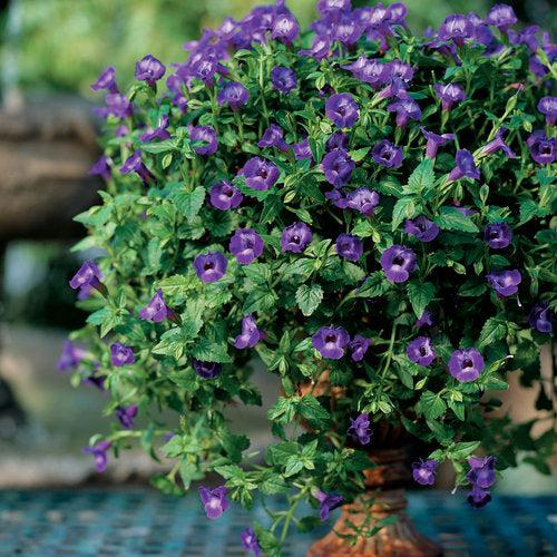 Torenia hybrid 'SUNrenilamu'' ~ Summer Wave® Large Violet Wishbone Flower-ServeScape