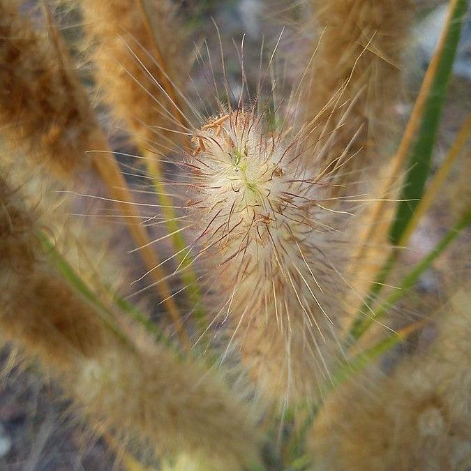 Pennisetum alopecuroides 'Ginger Love' ~ Ginger Love Fountain Grass-ServeScape