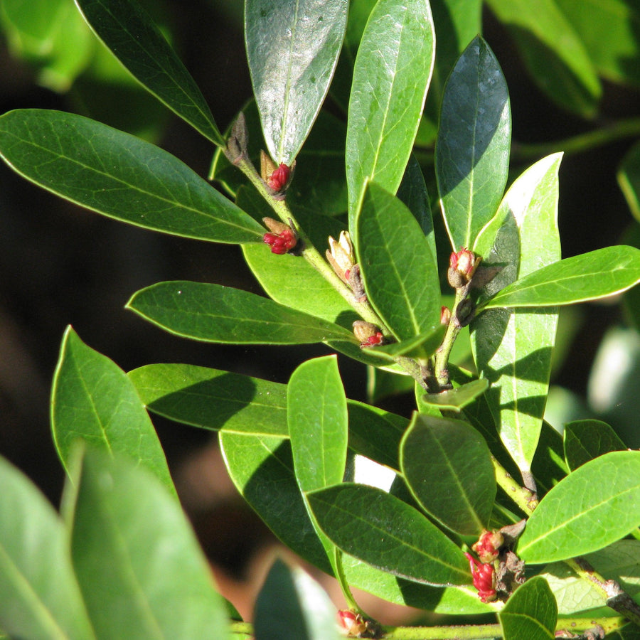 Bayou Bliss™ Distylium, Jewel Box™ Distylium, Distylium 'BLDY01