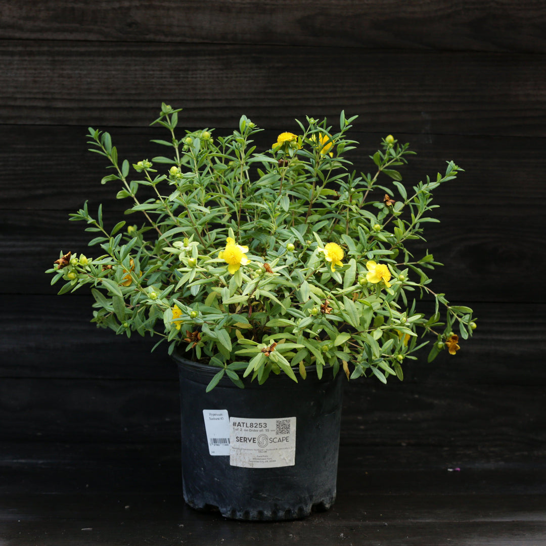 Hypericum frondosum 'Sunburst' ~ Sunburst St. John's Wort-ServeScape