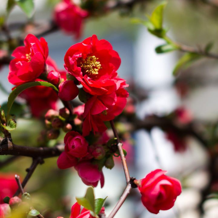 Chaenomeles speciosa 'Iwai Nishiki' ~ Iwai Nishiki Flowering Quince-ServeScape