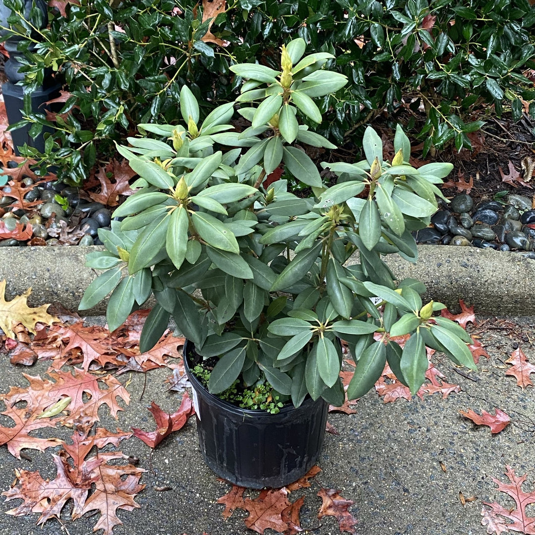 Rhododendron 'English Roseum' ~ English Roseum Rhododendron-ServeScape