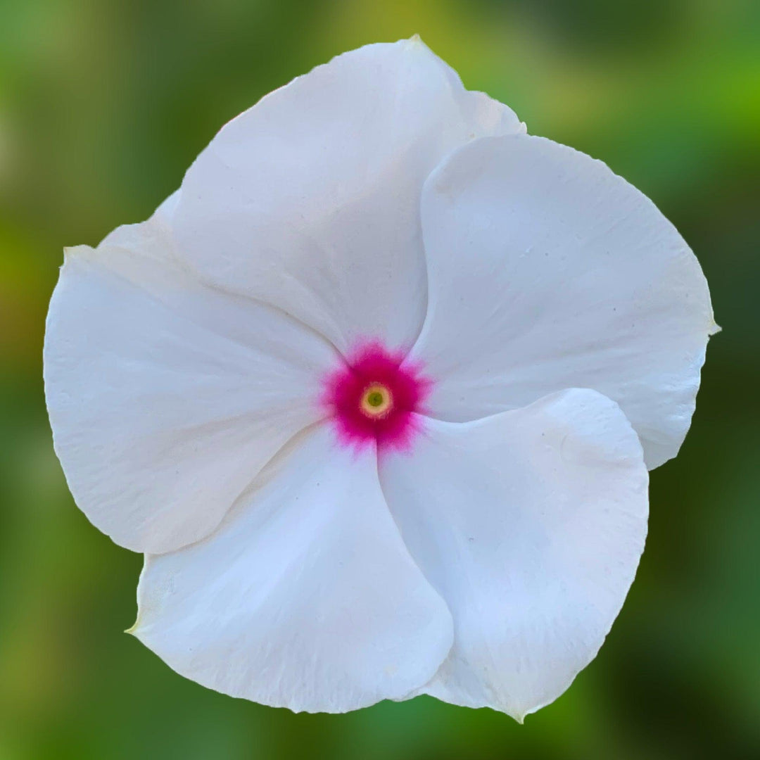 Catharanthus roseus 'Cora Cascade Polka Dot' ~ Cora® Cascade Polka Dot Vinca-ServeScape