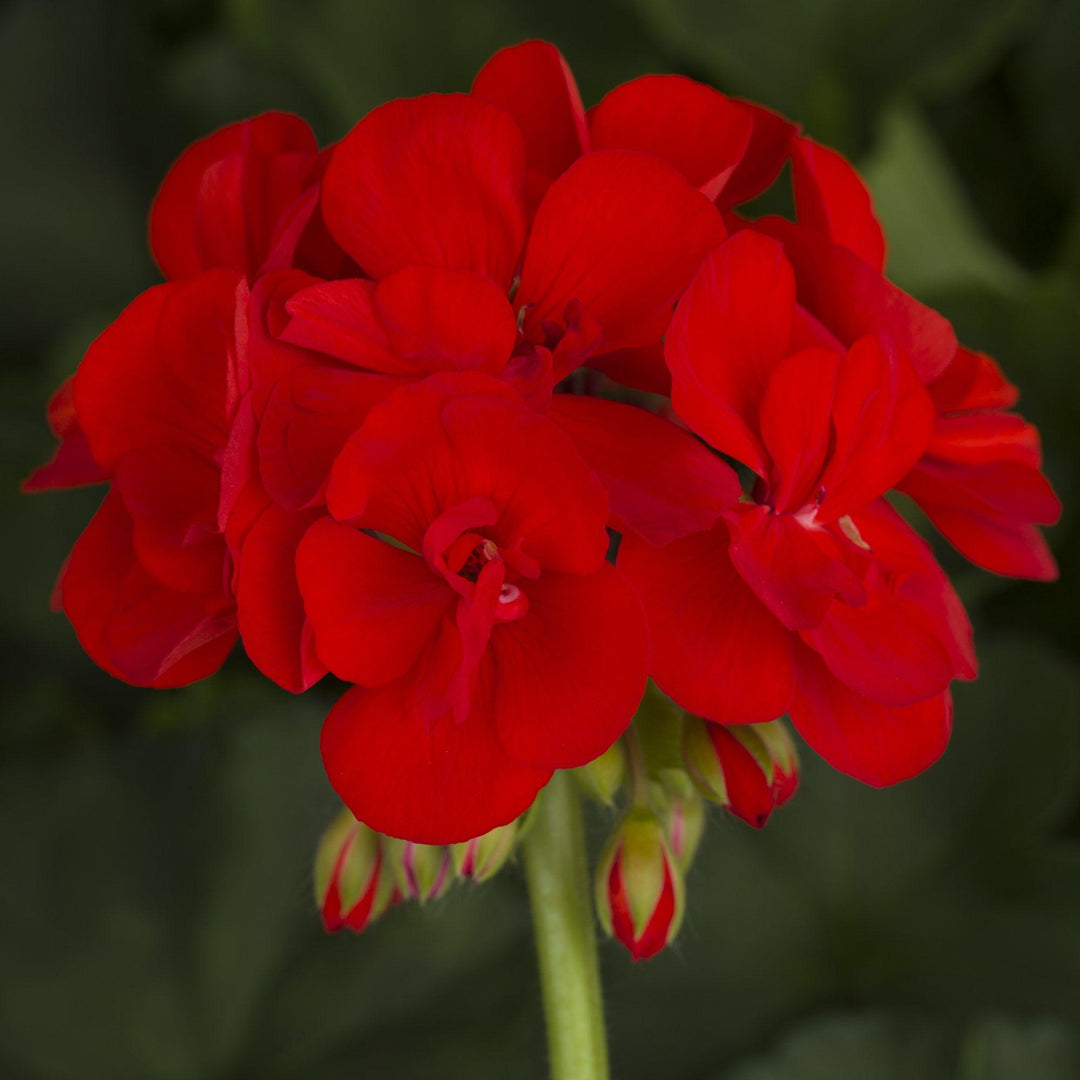 Pelargonium zonal 'Americana Bright Red' ~ Americana® Bright Red Zonal Geranium-ServeScape