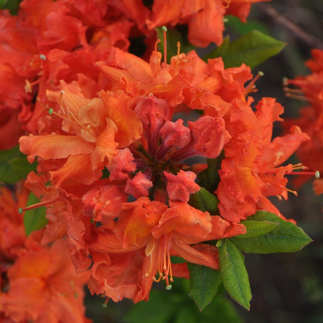 Rhododendron x 'Prv. LaFayette Acree' ~ Private LaFayette Acree Azalea-ServeScape