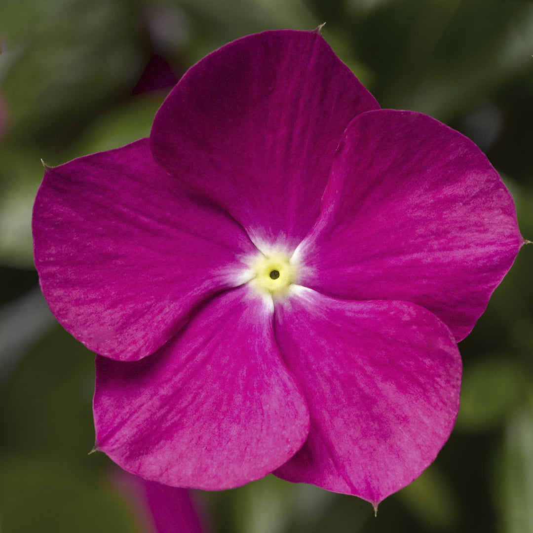 Catharanthus roseus 'Cora Cascade Violet' ~ Cora® Cascade Violet Vinca-ServeScape