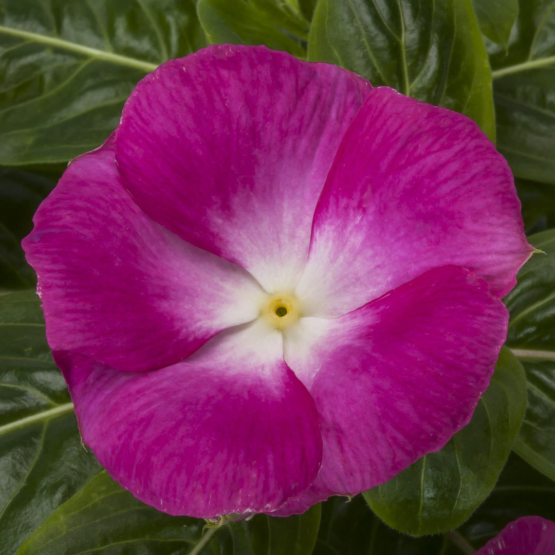 Catharanthus roseus 'Cora XDR Magenta Halo' ~ Cora® XDR Magenta Halo Vinca-ServeScape