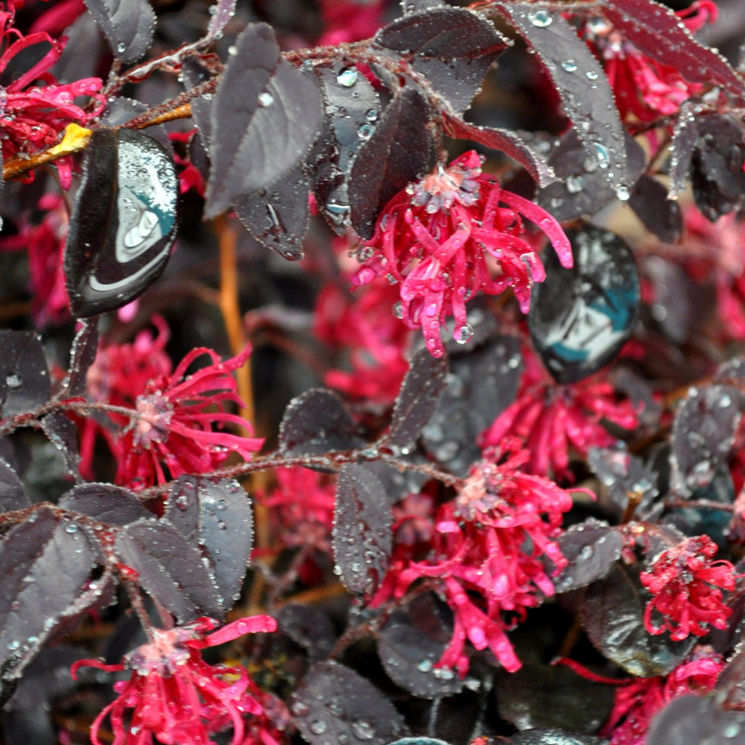 Loropetalum chinense 'Cabernet' ~ Cabernet Fringe Flower, Loropetalum-ServeScape