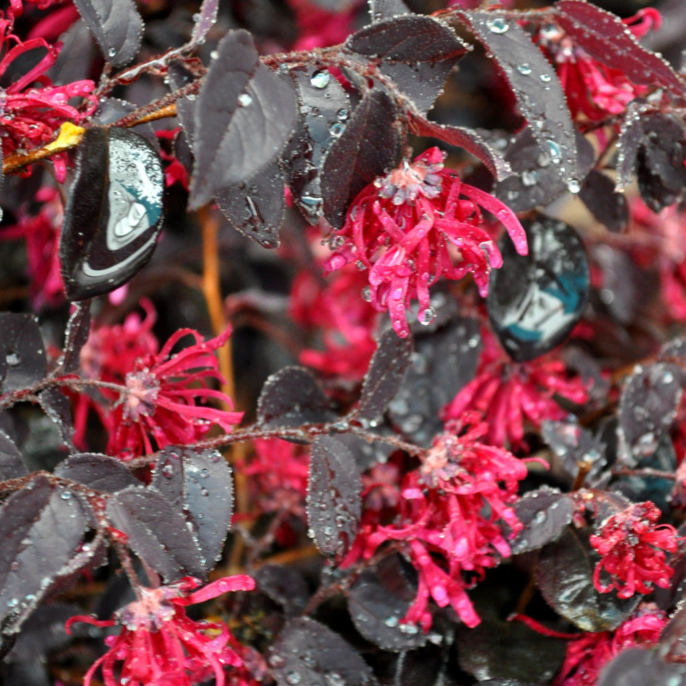 Loropetalum chinense 'Shang-Red' ~ Red Diamond® Fringe Flower-ServeScape