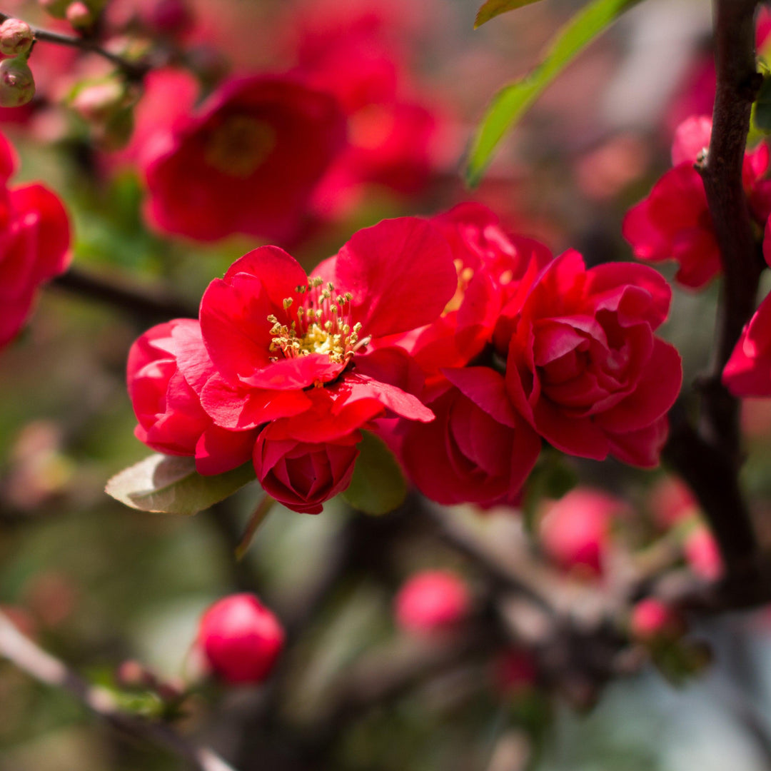 Chaenomeles speciosa 'Iwai Nishiki' ~ Iwai Nishiki Flowering Quince-ServeScape