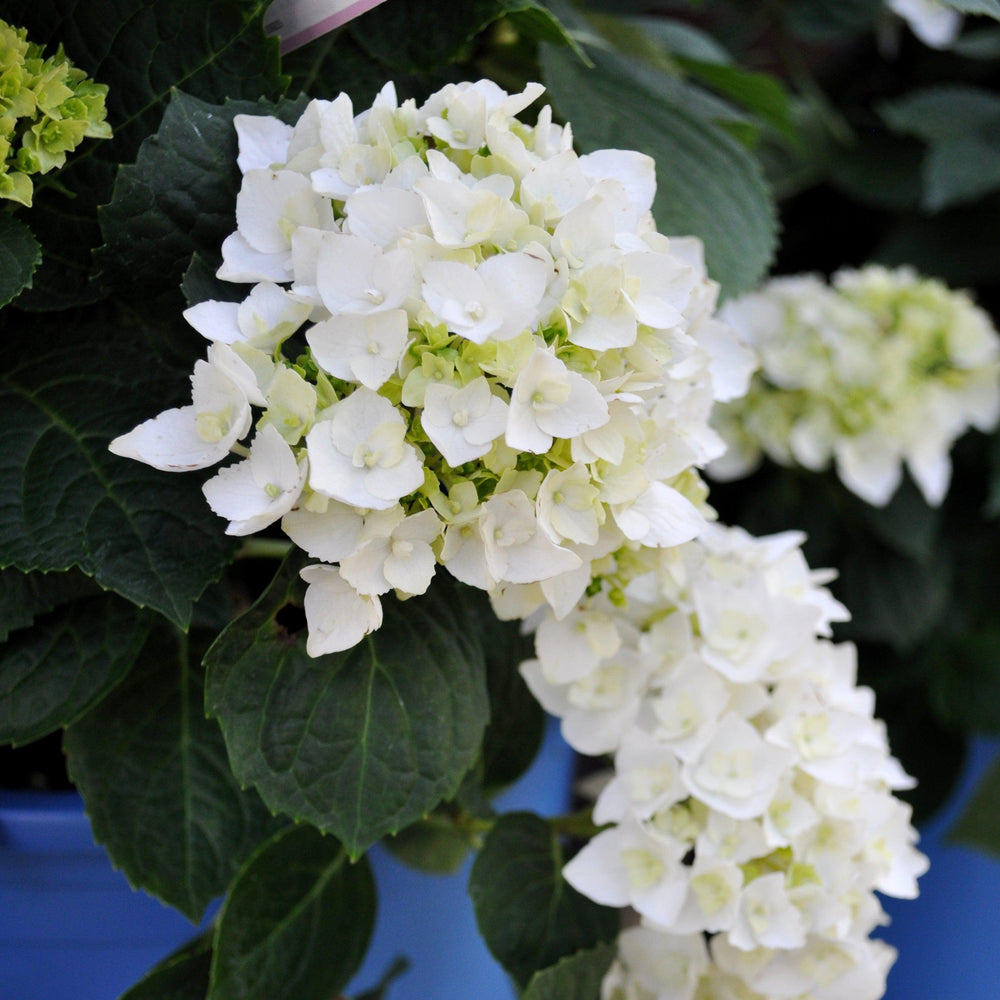 Hydrangea macrophylla 'Blushing Bride' ~ Endless Summer® Blushing Bride® Hydrangea-ServeScape