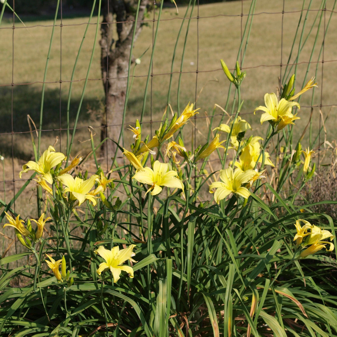 Hemerocallis 'Hyperion' ~ Hyperion Daylily-ServeScape