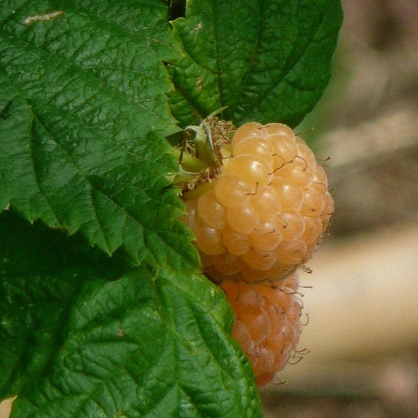 Rubus idaeus var. strigosus 'Fall Gold' ~ Fall Gold Everbearing Raspberry-ServeScape