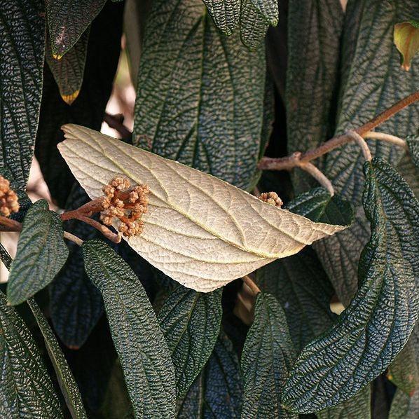 Viburnum rhytidophyllum ~ Leatherleaf Viburnum-ServeScape