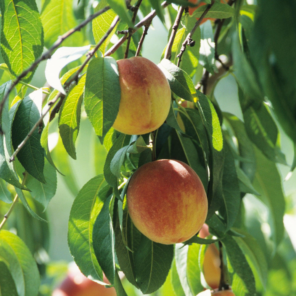 Prunus persica 'FloridaCrest' ~ Floridacrest Peach-ServeScape