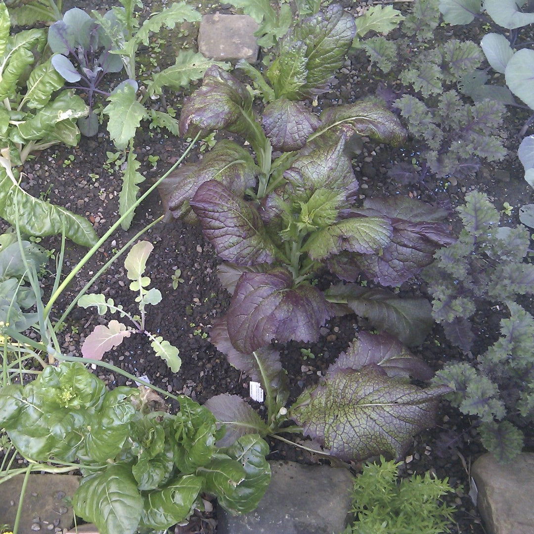 Brassica juncea 'Red Giant' ~ Red Giant Mustard-ServeScape