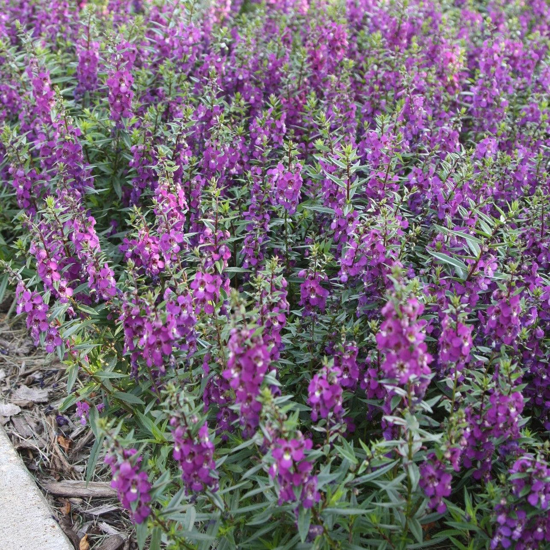 Angelonia angustifolia 'PAS803822' ~ Serenita® Purple Summer Snapdragon-ServeScape