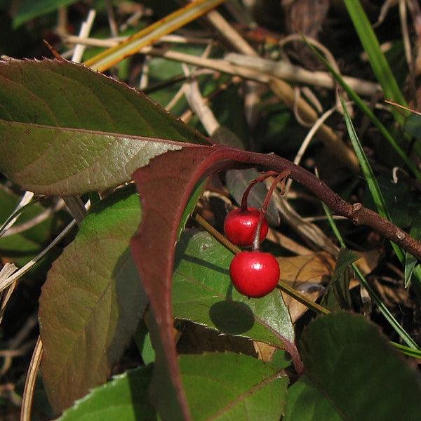 Ardisia japonica ~ Marlberry-ServeScape