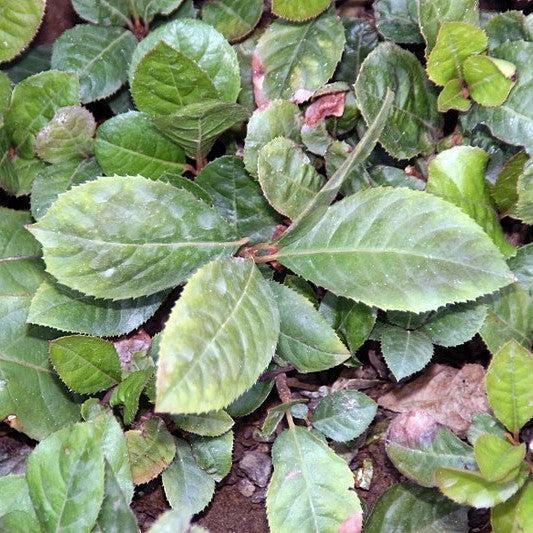 Ardisia japonica ~ Marlberry-ServeScape