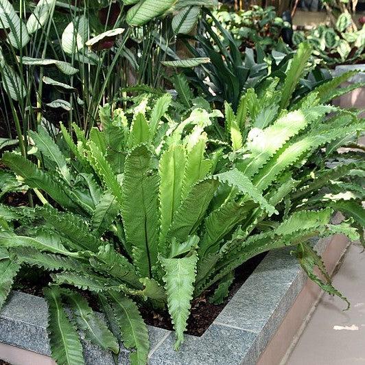 plenium nidus 'Osaka' Osaka Bird's Nest Fern Asplenium nidus 'Osaka