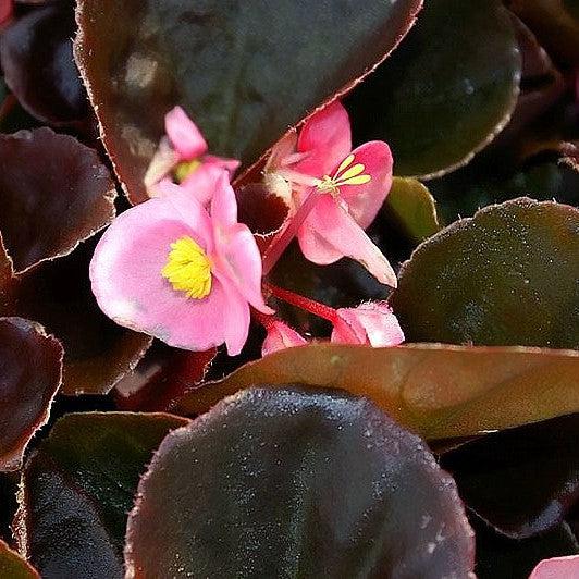 Begonia 'Bronze Leaf Pink' ~ Bronze Leaf Pink Begonia-ServeScape
