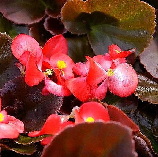 Begonia 'Bronze Leaf Red' ~ Bronze Leaf Red Begonia-ServeScape
