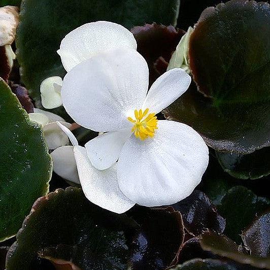 Begonia 'Bronze Leaf White' ~ Bronze Leaf White Begonia-ServeScape