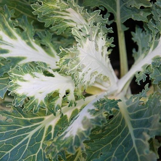 Brassica oleracea 'Coral Prince'~ Coral™ Prince Ornamental Kale-ServeScape