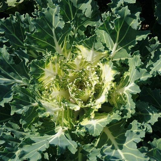 Brassica oleracea 'Coral Prince'~ Coral™ Prince Ornamental Kale-ServeScape