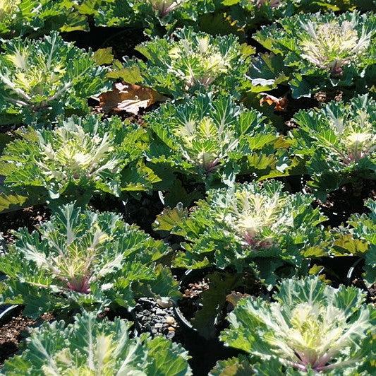 Brassica oleracea 'Coral Prince'~ Coral™ Prince Ornamental Kale-ServeScape