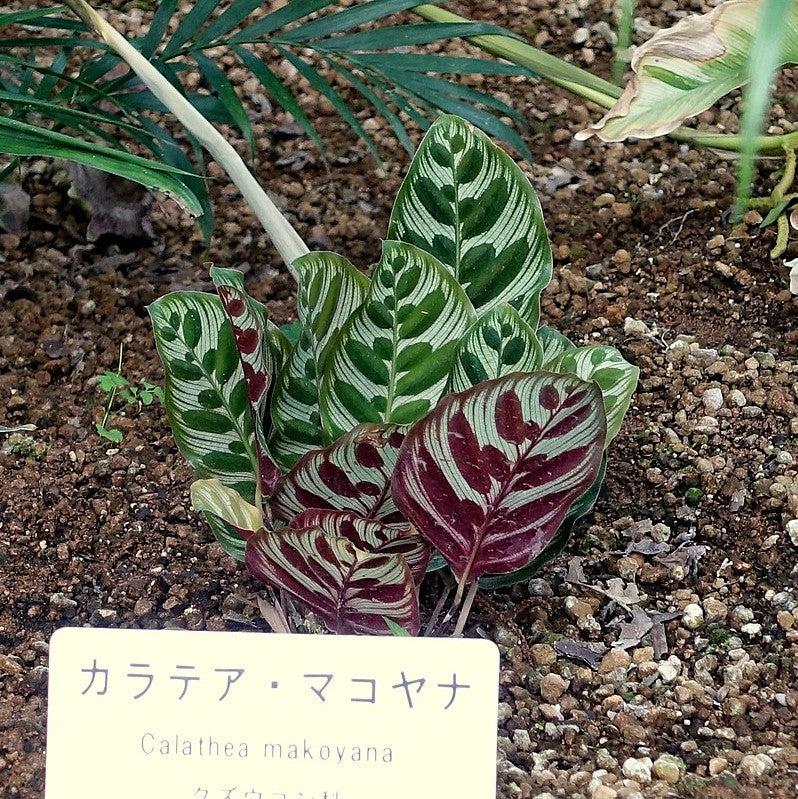Calathea makoyana ~ Peacock Plant-ServeScape