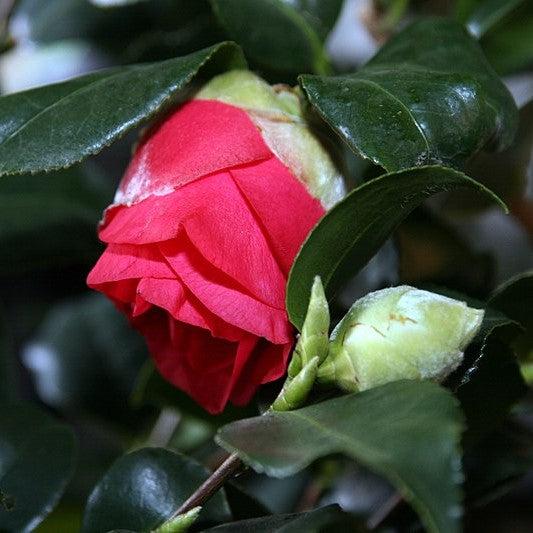 Camellia japonica 'R.L. Wheeler ' ~ R.L. Wheeler Camellia-ServeScape