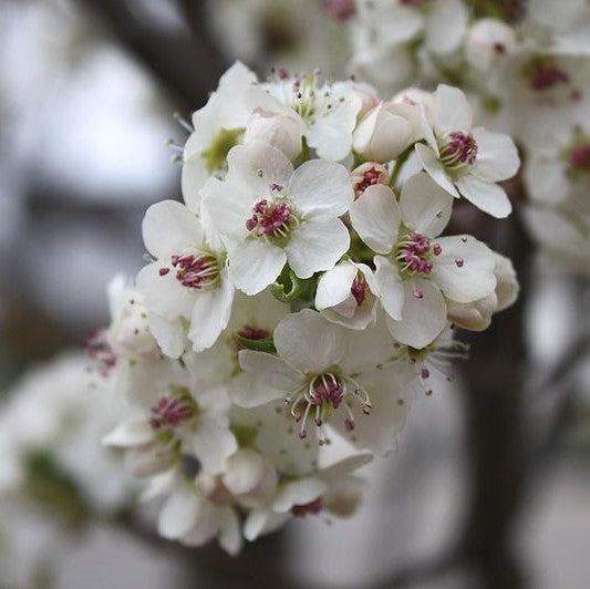 Pyrus calleryana 'Cleveland Select' ~ Cleveland Select Callery Pear-ServeScape