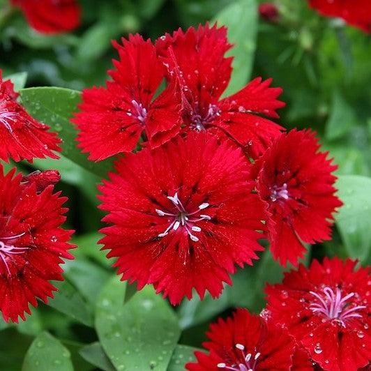 Dianthus 'Telstar Crimson' ~ Telstar Crismson Dianthus-ServeScape