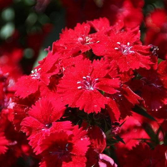 Dianthus 'Telstar Crimson' ~ Telstar Crismson Dianthus-ServeScape