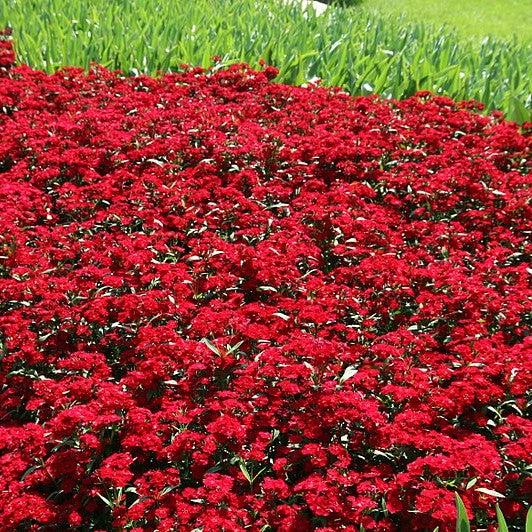 Dianthus 'Telstar Crimson' ~ Telstar Crismson Dianthus-ServeScape