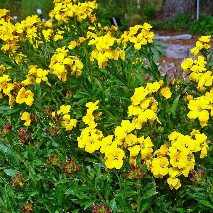 Erysimum cheiri 'Sugar Rush Yellow' ~ Sugar Rush™ Yellow Wallflower-ServeScape