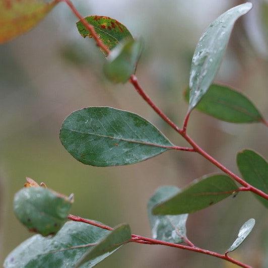 Eucalyptus camphora 'Lucky Country' ~ Lucky Country Hardy Eucalyptus Tree-ServeScape