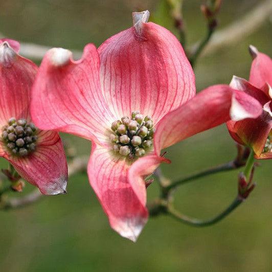 Cornus florida 'Rutnut' ~ Red Pygmy® Dogwood-ServeScape