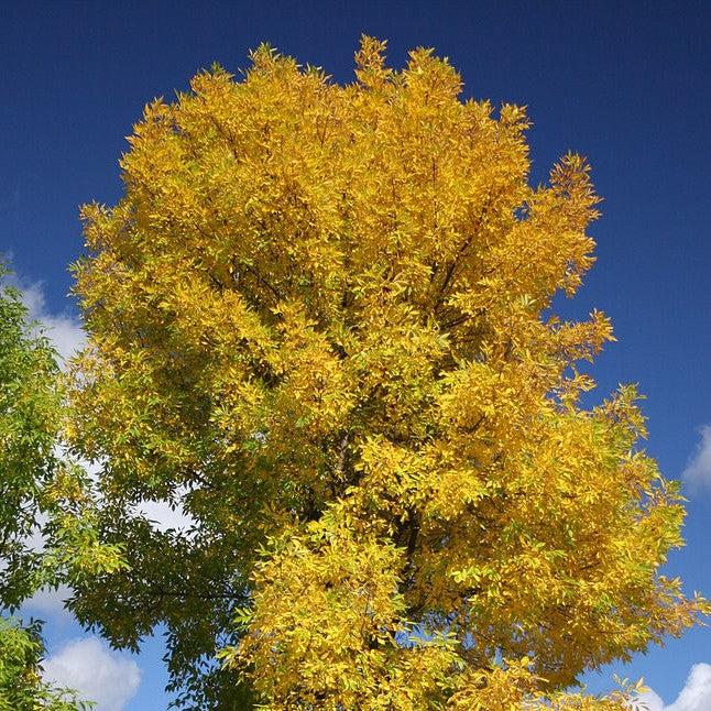 Fraxinus pennsylvanica 'Oconee' ~ Georgia Gem® Green Ash-ServeScape