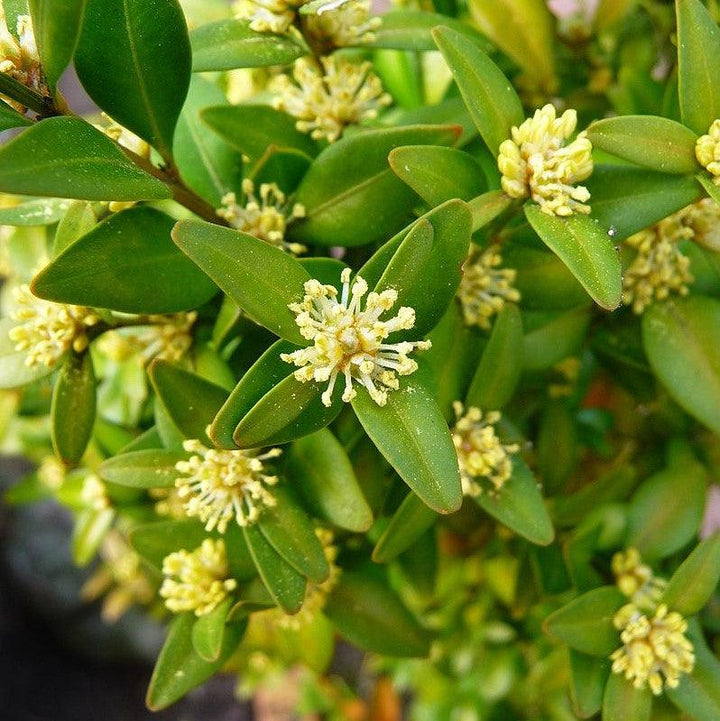 Buxus sempervirens ~ American Boxwood-ServeScape