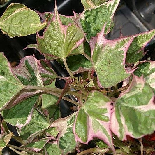 Ipomoea batatas ‘Tricolor' ~ Proven Accents® Tricolor Sweet Potato-ServeScape