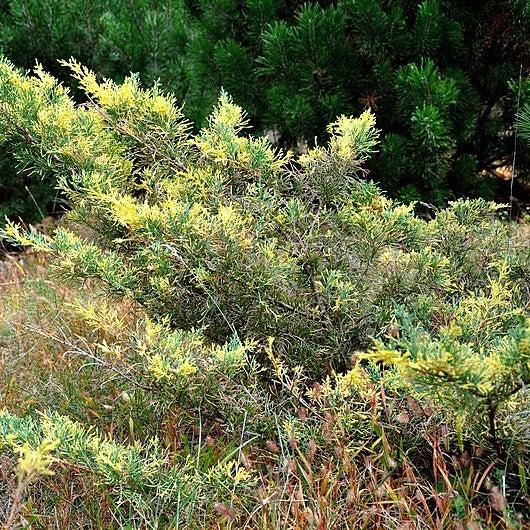 juniperus x media 'Blue and Gold' ~ Blue and Gold Pfitzer Juniper-ServeScape