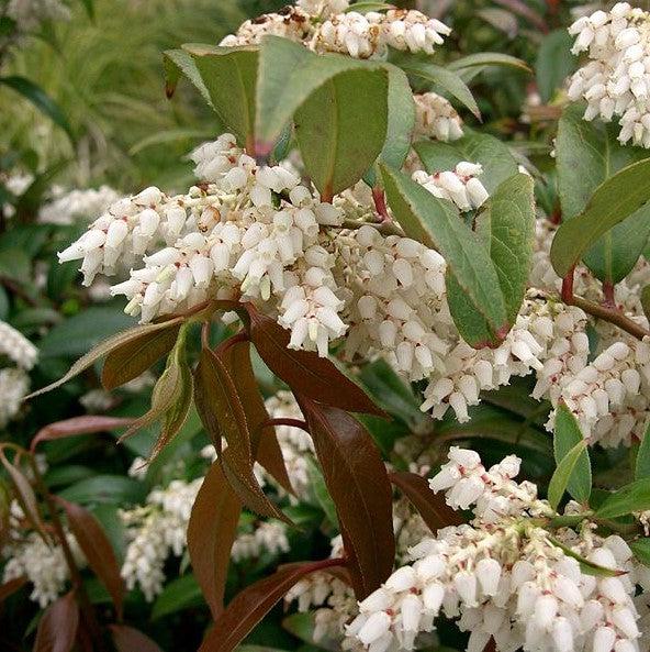 Leucothoe auxillaris ~ Coastal Leucothoe-ServeScape