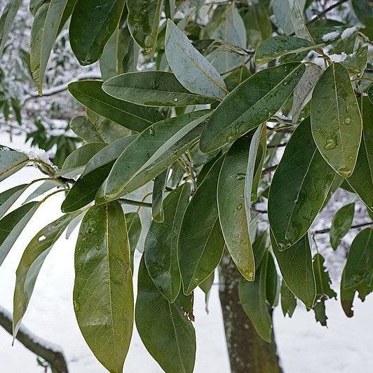 Magnolia virginiana var australis ~ Evergreen Sweetbay Magnolia-ServeScape