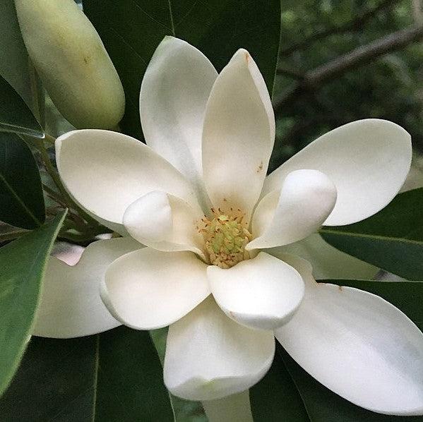 Magnolia virginiana var australis ~ Evergreen Sweetbay Magnolia-ServeScape